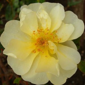 Rosier grimpant Mermaid/Pot de 1,5L