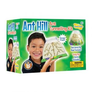 Insectlore - habitat d'observation pour fourmis