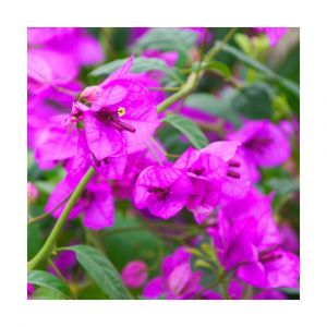 Bougainvillier specto-glabra Violet de Mèze/Godet - 5/20 cm