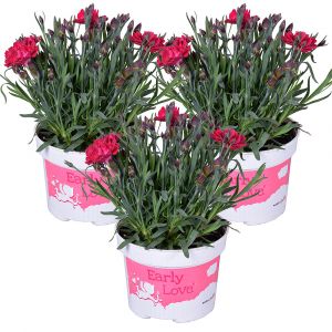 3x Dianthus diantica 'Early Love' - Oeillet - Annuel - ⌀10.5 cm - ↕10-15 cm