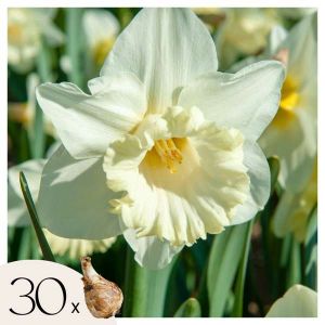 Narcissus Mount Hood x30 - Bulbes de Jonquille - Bulbes de fleurs vivaces