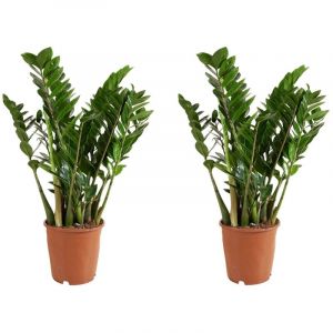 Bloomique - Lot de 2 - Zamioculcas Zamiifolia - Palmier d'intérieur - Plante zz - Plantes d'intérieur - Purifiant l'air - Très facile d'entretien