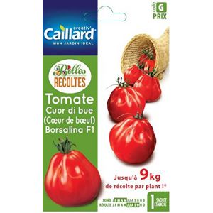 Image de caillard Pfcc15942 Borsalina Hybride F1 Tomate