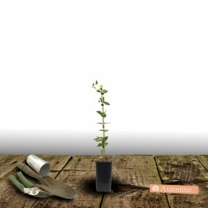 Plantes Avenue - Clématite Integrifolia Alionushka - Pot de 1,5L - Tuteur bambou