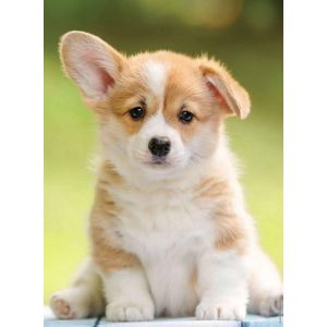 Nathan Puzzle 500 pi&egrave;ces - Adorable corgi - Adultes et enfants d&egrave;s 12 ans - Puzzle de qualit&eacute; sup&eacute;rieure - Encastrement parfait - Collection Tendresse - 12000961