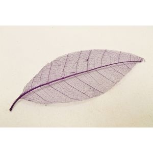 Image de 12 feuilles naturelles