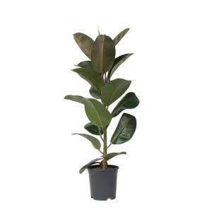 Caoutchouc, Ficus Elastica 'Robusta', 75cm