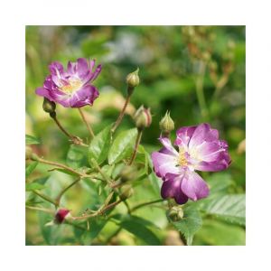 Image de Rosier liane 'Veilchenblau' - rosa 3L