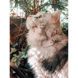 Girafus Traceur Chat Sans Abonnement Radio Localisateur Mini Tracker Pour Collier Chat Chien Suivi Jusqu&agrave; 4 Animaux Fonctionne A