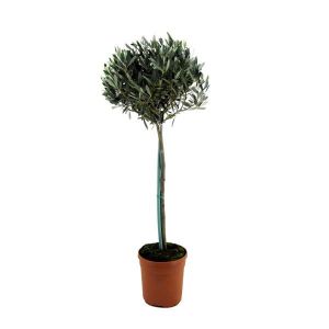 Olivier - Olea europaea - Hauteur 155-170cm - ¿19cm