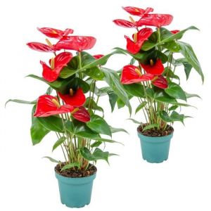 2x Anthurium 'Aristo' Red– Flamingo Plant - Facile d'entretien - ?14 cm - ?45-55 cm - Red