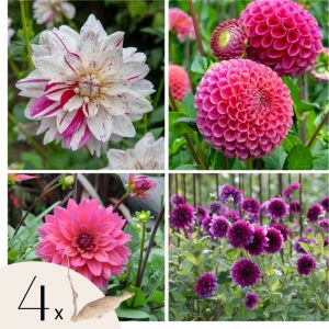 Dahlias - Set de 4 - Dahlia 'Bouqet Sunrise' - Bulbes &agrave; fleurs