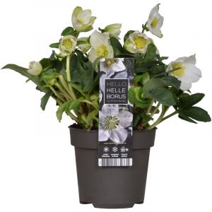 Helleborus 'Christmas Carol' - Floraison d'hiver - Facile d'entretien - ⌀12 cm - ↕20 cm