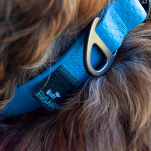 Collier premium bleu XL - collier chien résistant l'eau