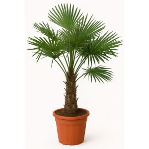Bloomique - Trachycarpus Fortunei - Palmier éventail chinois - Palmier - Résistant à l'hiver - ⌀24 cm - 70-80 cm