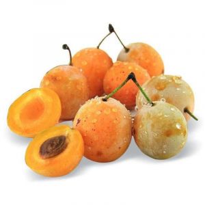 PRUNIER Nains de jardins Prunella C 5 L - 60/90 cm