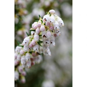 Bruy&egrave;re arbustive 'pink joy' taille du