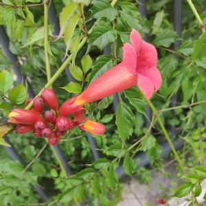 Bignone de Virginie - campsis radicans 3L