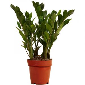 Bloomique - Zamioculcas Zamiifolia - Palmier d'intérieur - Plante zz - Plantes d'intérieur - Purifiant l'air - Très facile d'entretien - 30-40 cm de