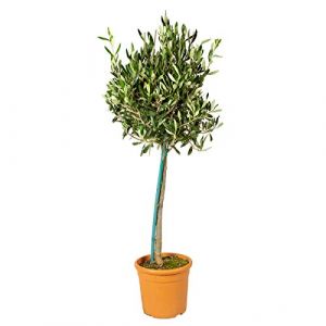 Image de Bloomique - Olea Europaea - Olivier sur tronc - Arbre - Rustique – ?19 cm - ?80-90 cm - Green