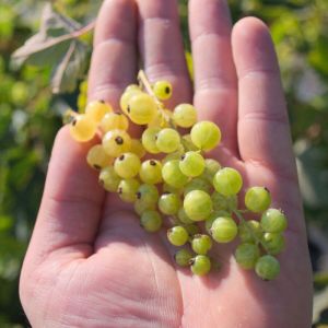 Groseiller Versaillaise Blanche C3L