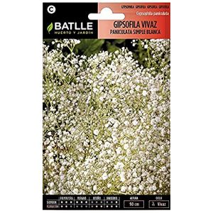 Batlle Gypsophila paniculata fl.Simple animée