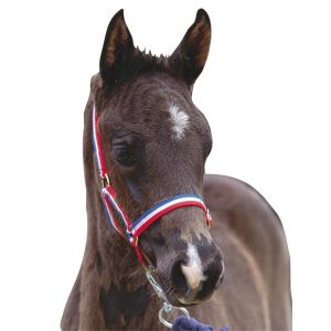 Roma Licol pour poulain Foal
