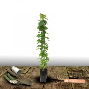 Image de Cl&eacute;matite viticella John Howells 'Zojohnhowells'/Pot de 3L - Echelle bambou 60/120 cm