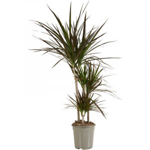 Dracaena Marginata - Arbre Sang-Dragon - Plantes d'intérieur - Purifiant l'air - Très facile d'entretien - 90-110 cm de haut - Pot 21 cm - Bloomique