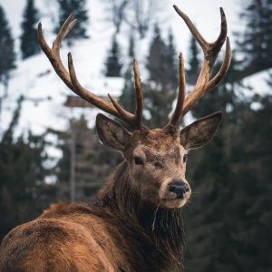 Ceanothe Tableau sur toile regard d'un cerf 65x65 cm