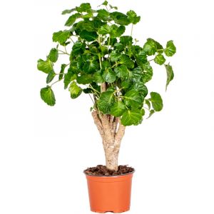 Polyscias Green Lemon - Aralia - Plante d'intérieur - Spécial - ?12 cm - ? 30-40 cm