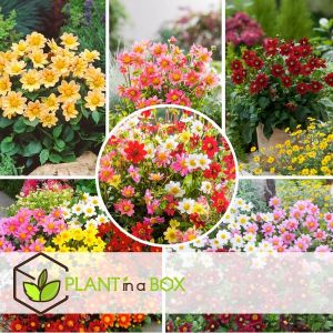 Dahlias - Set de 6 - Dahlia 'Topmix' - Bulbes &agrave; fleurs