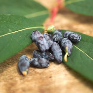 Baie de mai Edulis/Pot de 1,5L - 20/50 cm