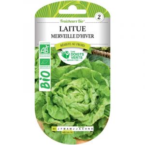 Les doigts verts Laitue Merveille d'Hiver Bio