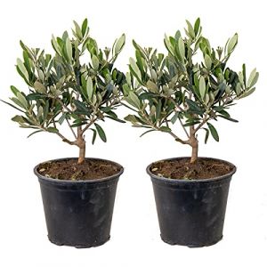 2x Olea europaea - Olivier - Arbre méditerranéen - Rustique – D14 cm - H20-30 cm