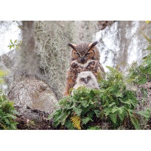 Cobble hill Great Horned Owl