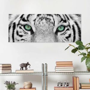 Bilderwelten Impression sur verre White Tiger - Panorama Grand - Dimension: 30cm x 80cm