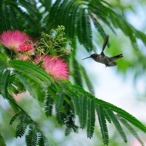Arbre &agrave; soie pleureur, Albizia/Pot de 15L
