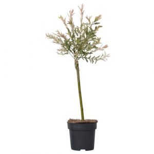 Saule crevette - Salix integra 'Flamingo' - Hauteur 60-80cm - Pot 17cm