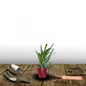 Agapanthe Getty White/Godet - 5/20 cm