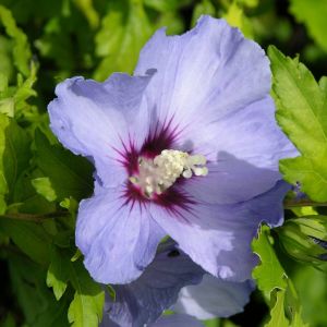Hibiscus syriacus Oiseau Bleu/Pot de 7,5L - 60/80 cm