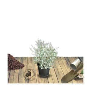 Plantes Avenue - Eucalyptus gunni - Pot de 4L - 60/100 cm