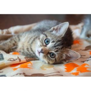 Bluebird Puzzle Puzzle Kitten