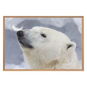 Ceanothe Tableau mural encadr&eacute; ours blanc 65x97 cm