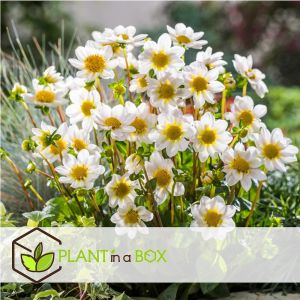 M&eacute;lange de bulbes pour le jardin - Set de 125 - Anemone Allium Gladiolus Dahlia