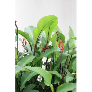 Image de 10 graines de Fleurs à semer - Le Grenier d' Abondance - CANNA - Canna Tuerckheimii