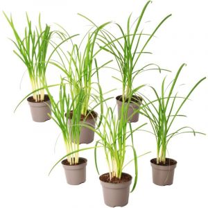 Plant In A Box - Tulbaghia 'Knobikraut' - Ail des ours - Lot de 6 - ?9 cm - Hauteur 15-25 cm - Violet