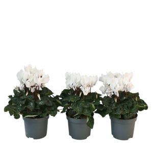 Image de Cyclamen persicum 'Metis White' - Set de 3 - Pot 9cm - Hauteur 10-20cm