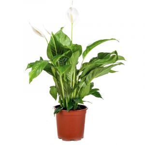 Image de Spathiphyllum Bingo Cupido - Peace Lily - Plante d'intérieur - Purificateur d'air ?17 cm?65-75 cm - White