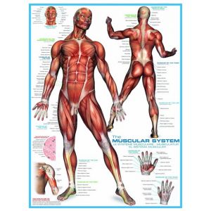 Eurographics Système musculaire